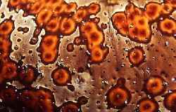 The skin of a sea cucumber, PNG by Jerry Hamberg 